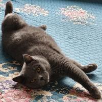 娟子提拉米苏头像