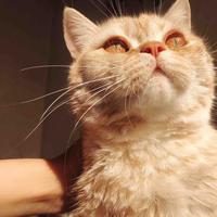 我不是路人卯头像