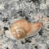 孤帆亦能远航头像