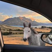 迷茫的小青龙的个人资料头像