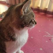 汤姆克鲁猫的个人资料头像