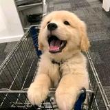顾妮头像