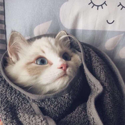 upupup的个人资料头像