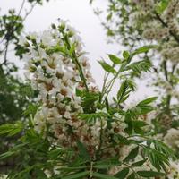 菩提树下悟貂蝉头像