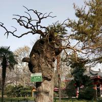 正直卡梅尔2a头像