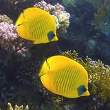 浮华若梦lucky头像