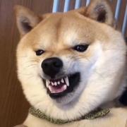 吃鱼不吐刺的个人资料头像