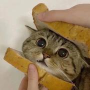 Compounding践行King的个人资料头像