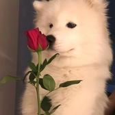 小狗乖别悲伤头像