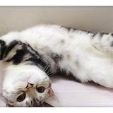 尼罗河之吻头像