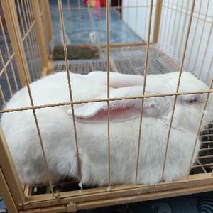 阿林昵头像
