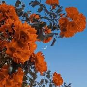 唐楠的个人资料头像