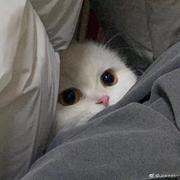 奈奈学前端的个人资料头像