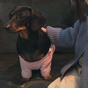 会飞滴熊猫的个人资料头像