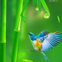 正大光明芒果3l6头像