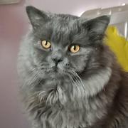 养程序员的猫的个人资料头像