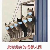 用了个户户头像