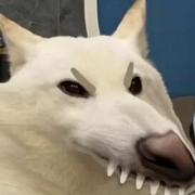 Annnnnnk的个人资料头像
