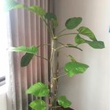 濠河溜鸭头像