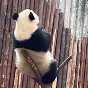 青阳_1900的个人资料头像