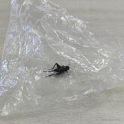 用户贾9527的个人资料头像