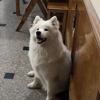 博学的船帆KJD头像