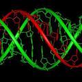三螺旋DNA头像