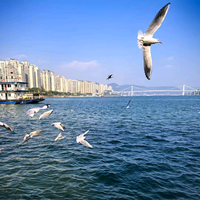 油麻地靓坤头像