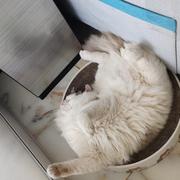 米要的个人资料头像