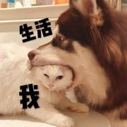 枸杞不够补的个人资料头像