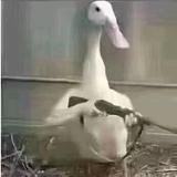 把你变成猪头像
