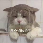 隔壁家的猫的个人资料头像