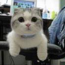 凡夫的个人资料头像