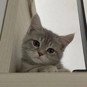 是但求其啦的个人资料头像