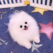 咿呀747的个人资料头像