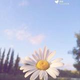 白茶5531头像