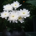 火凤凰18708701头像