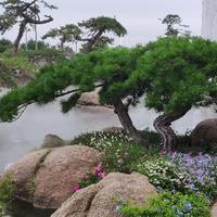 望京老蚂蚁头像