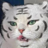 用户4227493234508头像