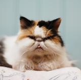 耳朵右边一个东头像