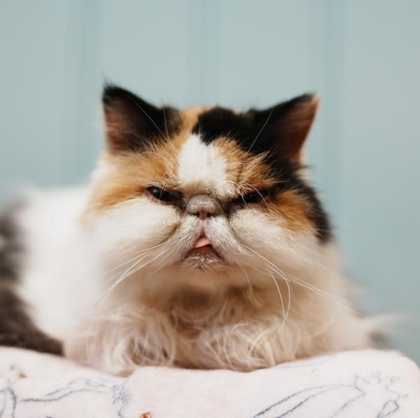 耳朵右边一个东头像