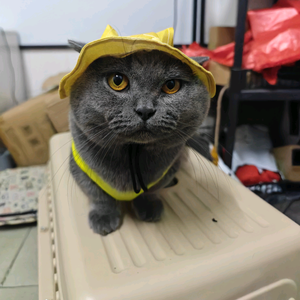 猫趣多多头像