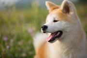 西小陈的个人资料头像