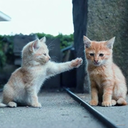 Hatcher的个人资料头像