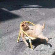 ccc超人不会飞飞飞的个人资料头像