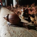 夜里的豺狼头像