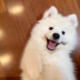 鲨鱼来咬你啦头像