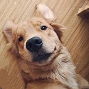 草莓屁屁的个人资料头像