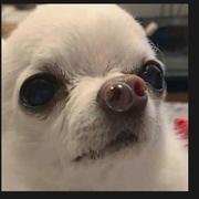 毕竟哈哈哈的个人资料头像