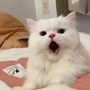 CX568的个人资料头像